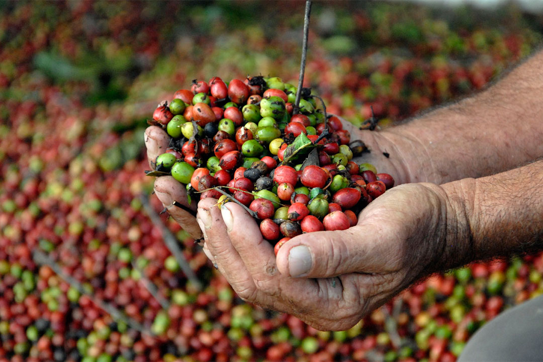 Manos de campesino muestra café cosechado.