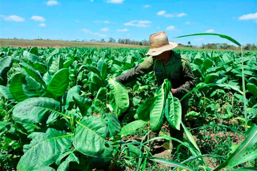 Vanguardia - Villa Clara - Cuba