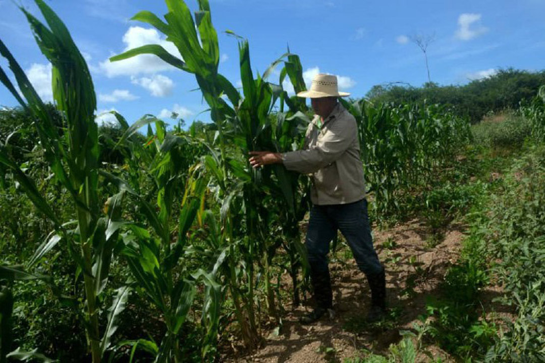 Campesino en labores del campo