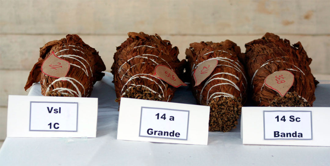 Muestra de capas de tabaco.