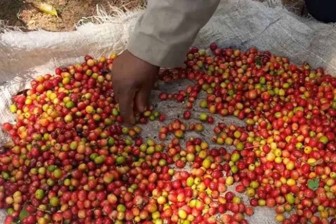 Vanguardia - Villa Clara - Cuba