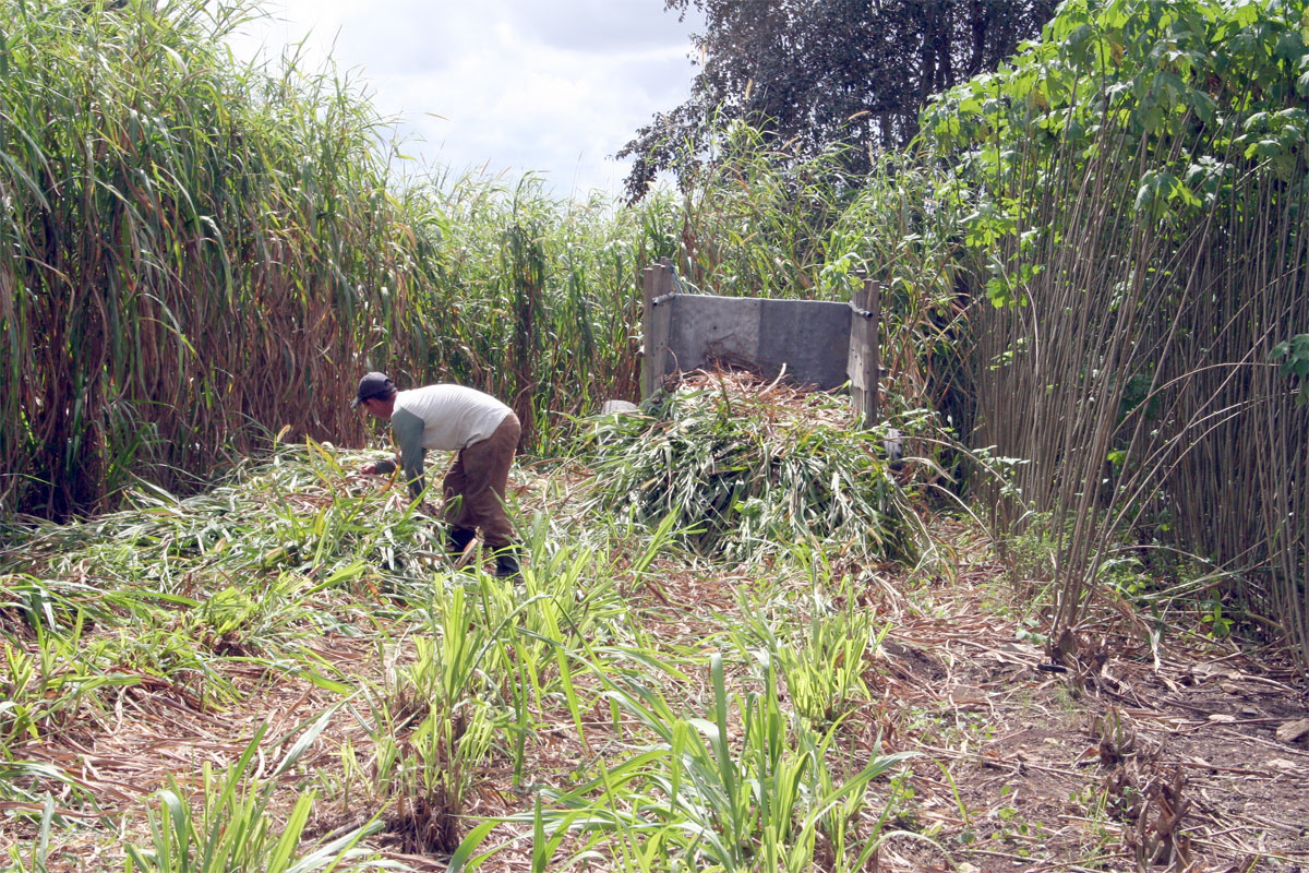 Estrategias para la alimentación del ganado.
