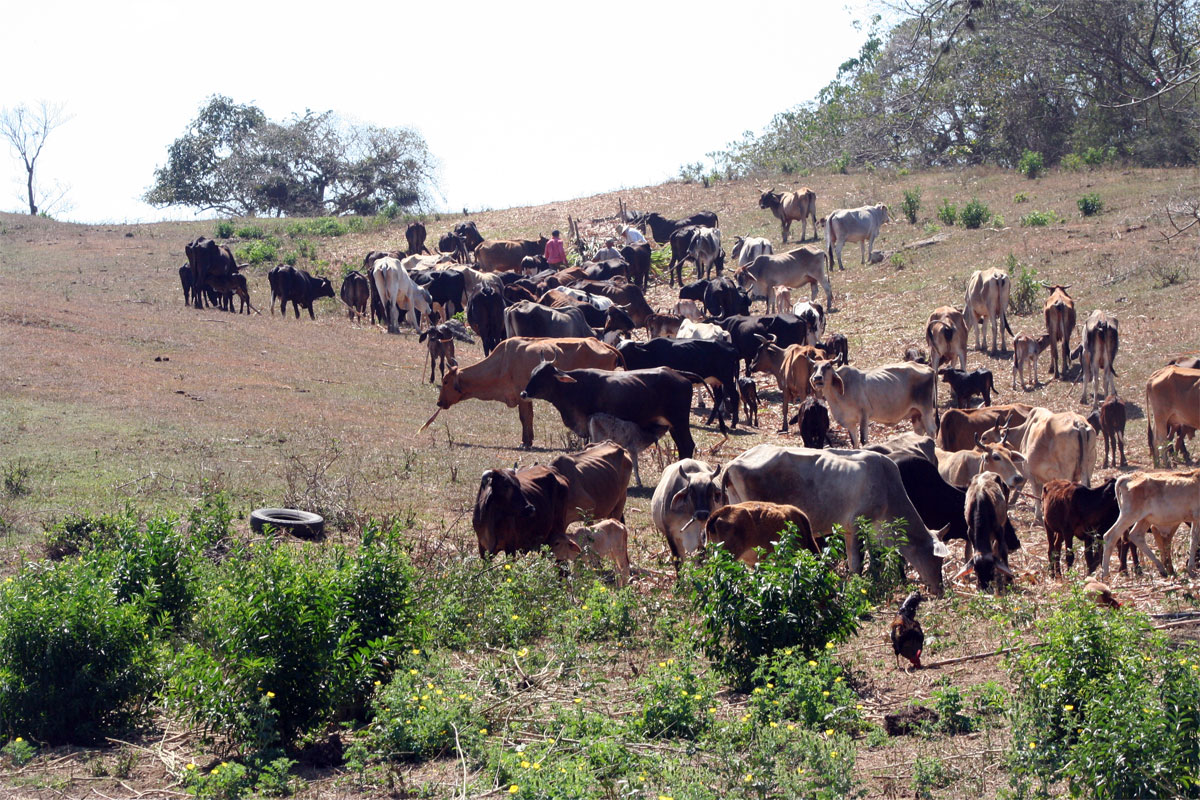 Ganado vacuno en Villa Clara.
