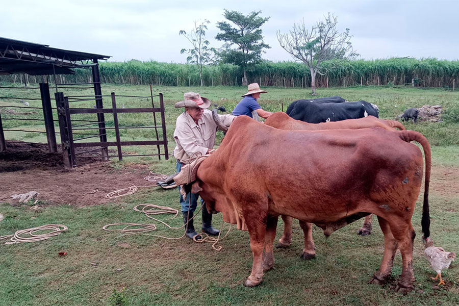 Omar Jiménez Ramos y su ayudante preparando una yunta de bueyes para iniciar el adiestramiento.