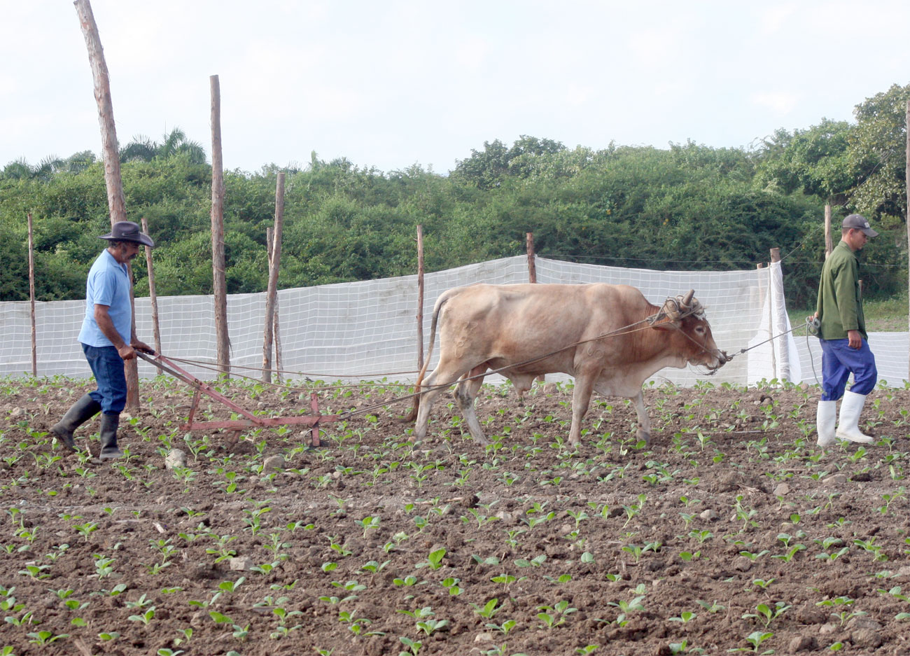 Uso de un solo buey en el cultivo del tabaco en Placetas.