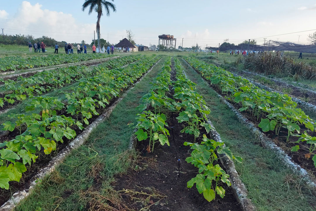Campo en profundidad con cámaras de cultivos.