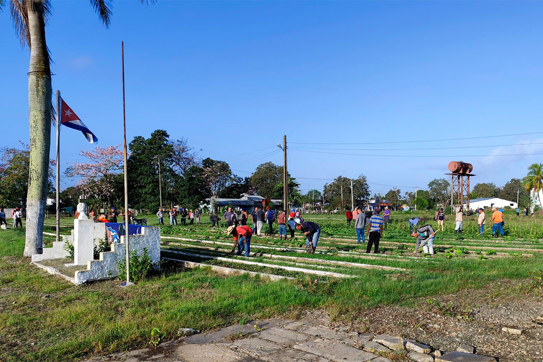 Trabajo voluntario en el organopónico La Riviera.
