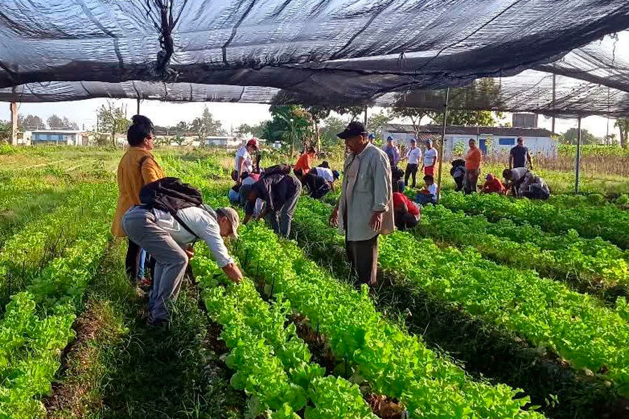 Producción de lechuga en el organopónico La Riviera.