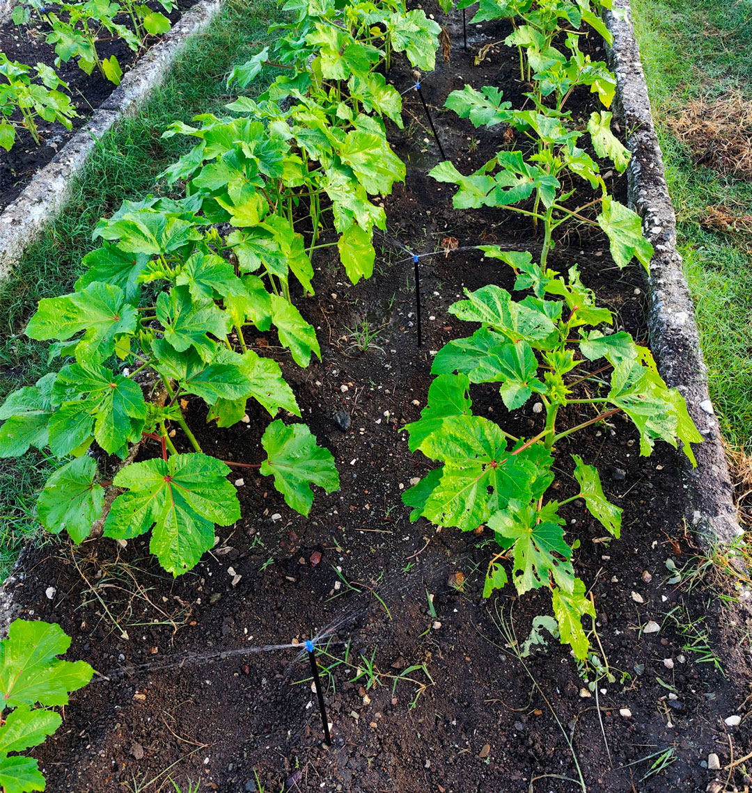 Sistema de riego en el organopónico La Riviera.