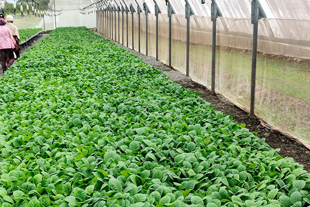 Semillero de tabaco en Placetas.