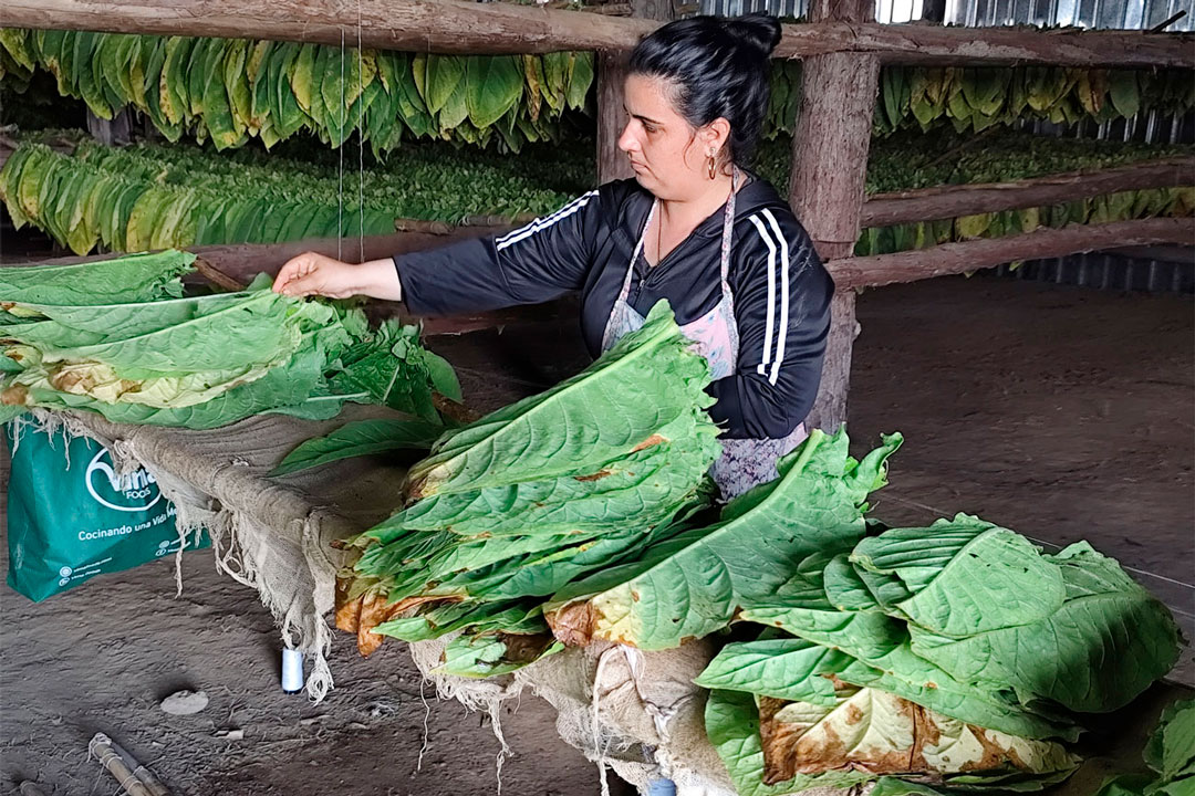 Ensarte de hojas de tabaco.