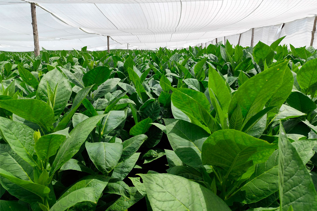 Vega lista para cosechar en Placetas.