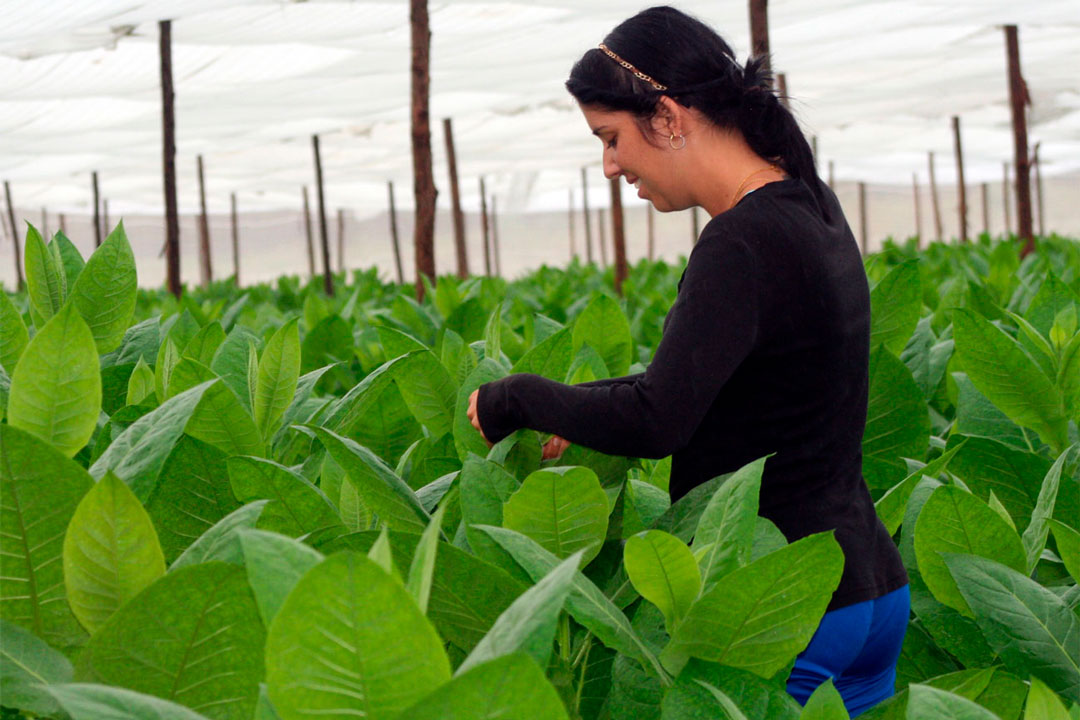 Joven placeteña trabajando en una vega.