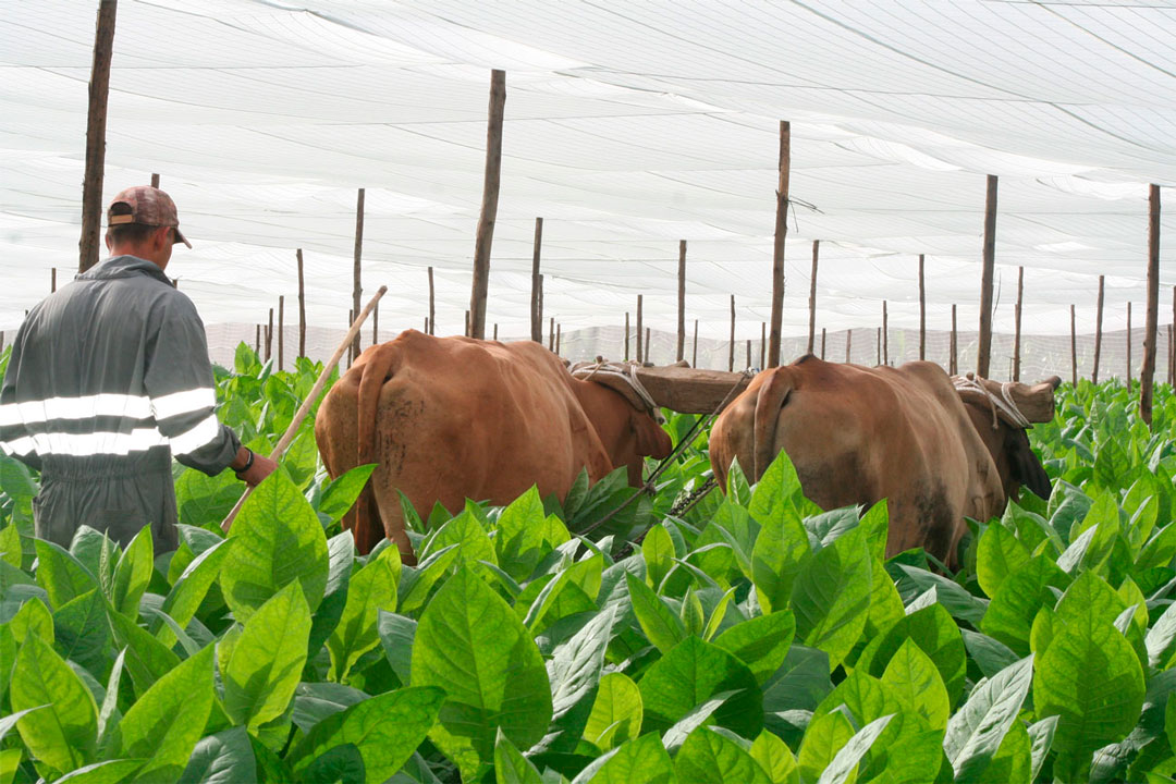 Empleo de la tracción animal en el cultivo del tabaco.