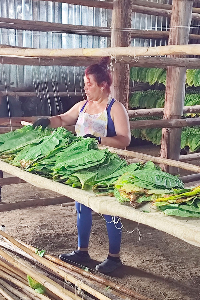 Mujer realizando el ensarte de tabaco.