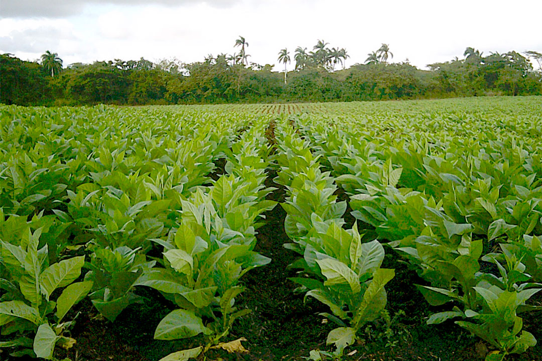Vega de tabaco al sol en Placetas.