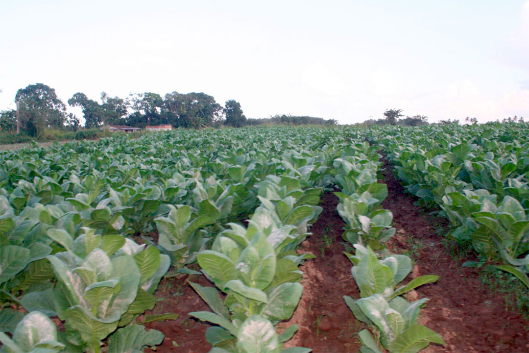 Cultivo de tabaco al sol.