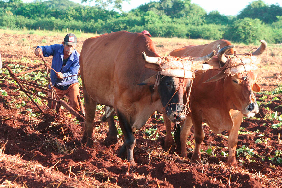 Campesino arando con bueyes.