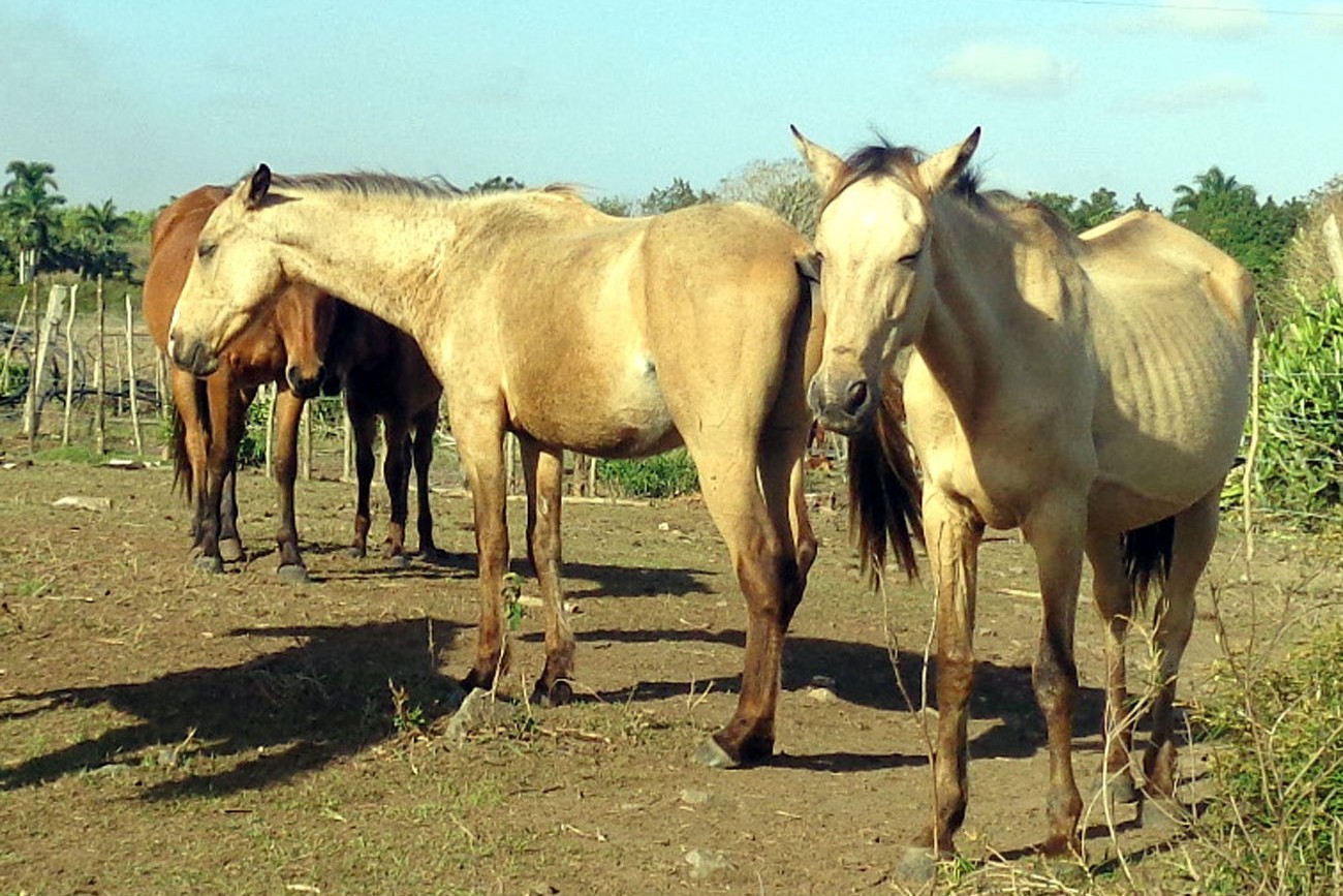 Caballos.