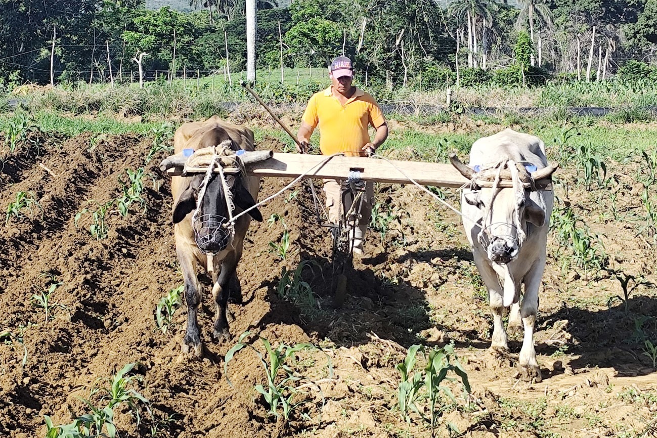 Campesino usando yunta de bueyes en la preparación de tierra.