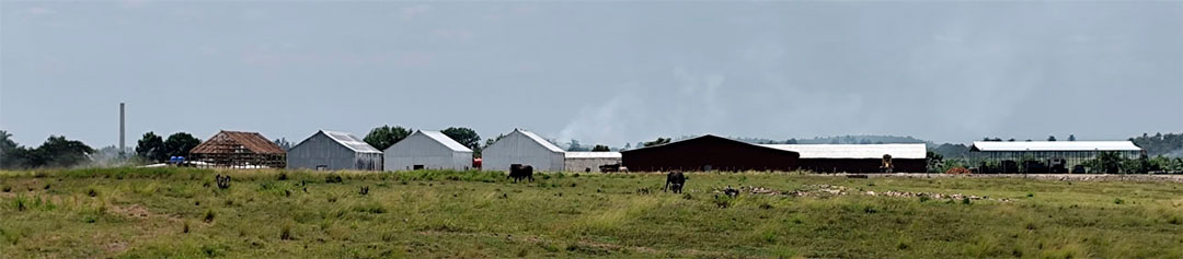 Casas de beneficio del tabaco.