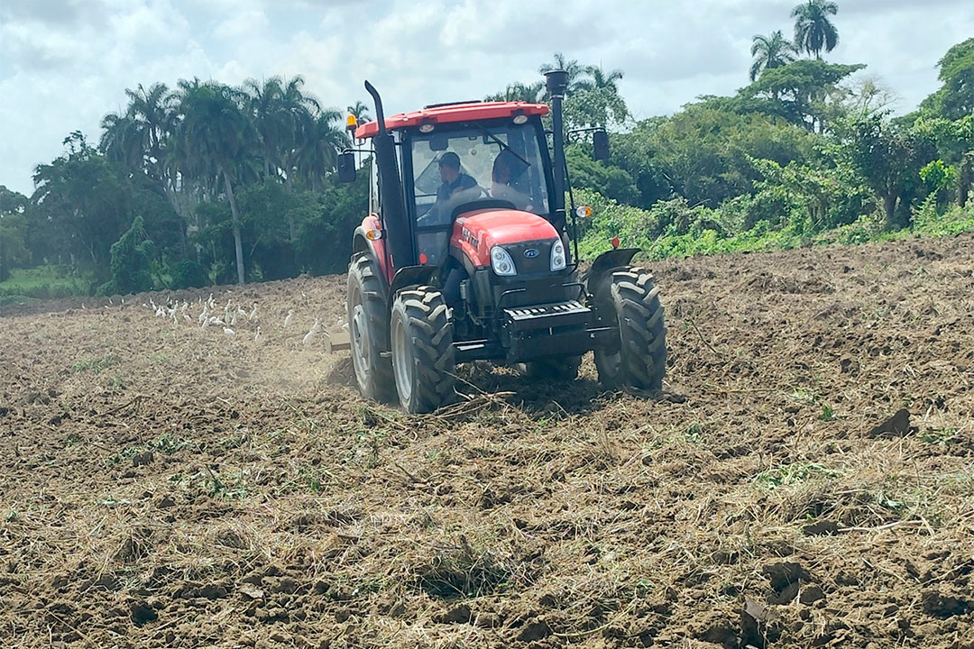 Preparación de los suelos para la siembra del tabaco.