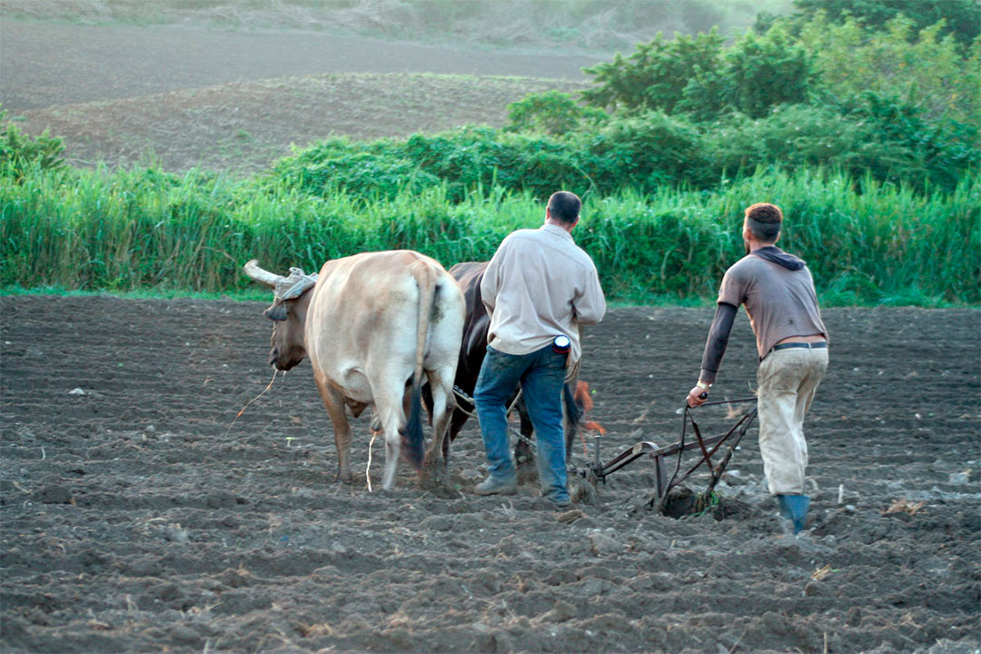 Laboreo de la tierra con bueyes.