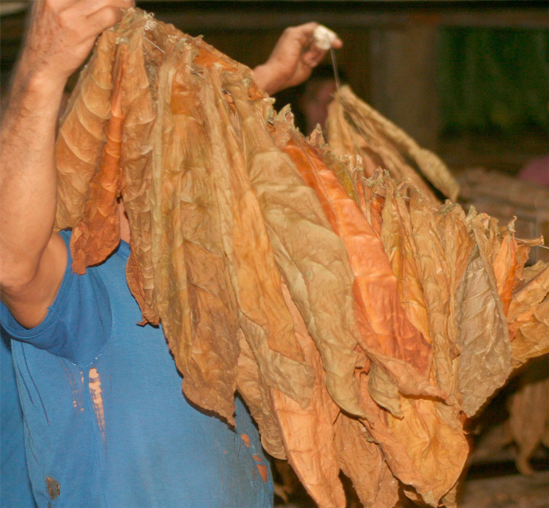 Hoja de tabaco seca y curada.