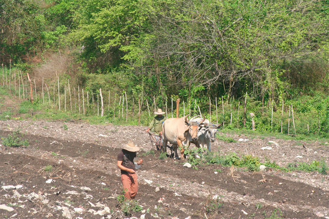 Cultivo agroecológico.