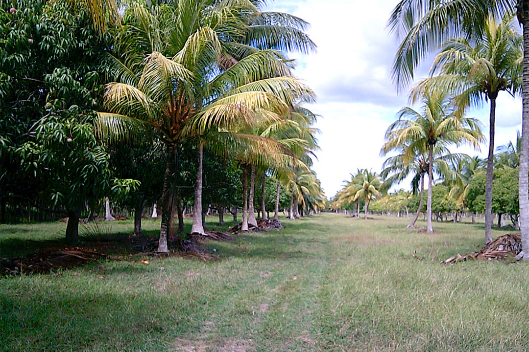 En Sitio Bonito de Guanabanabo, Remedios, está la finca de Los Manteletas.