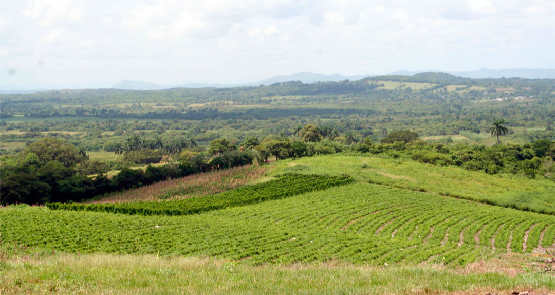 Valle de Camajuaní, en Villa Clara.
