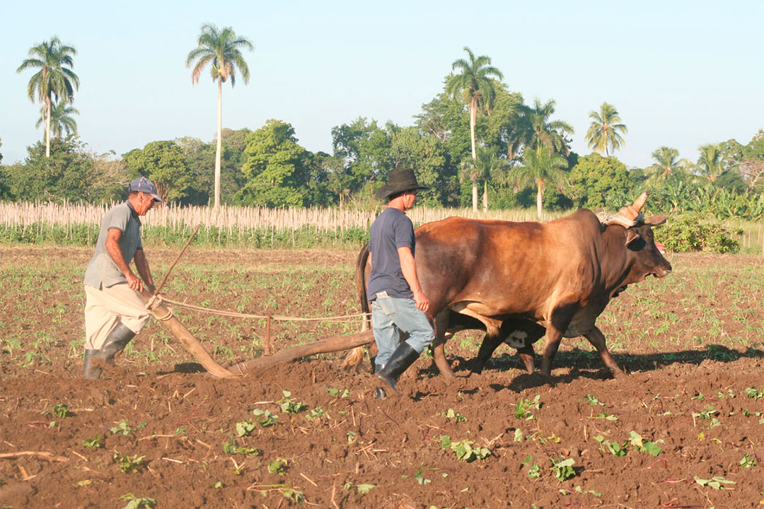 Campesinos de Remedios.