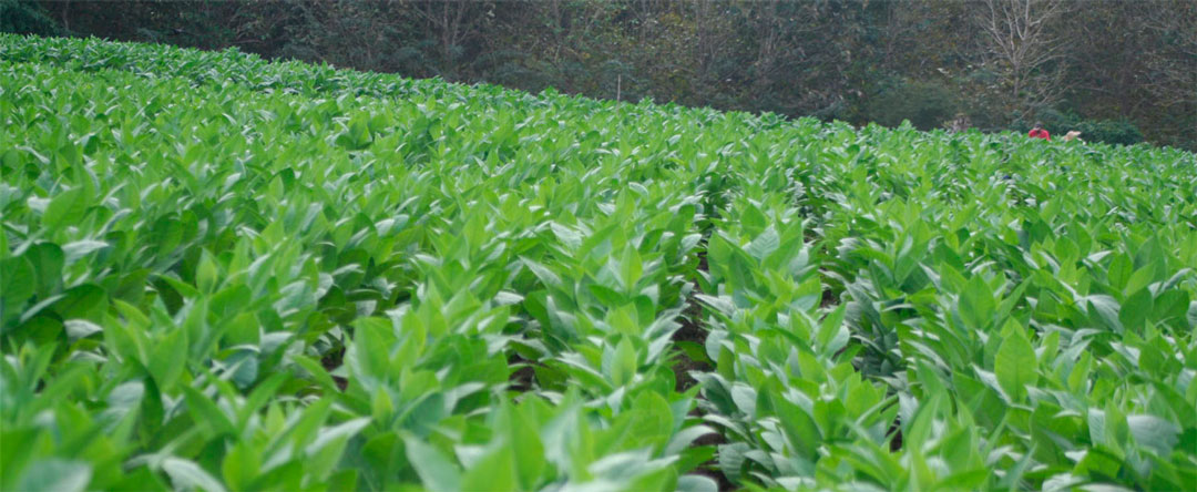 Vega de tabaco en Camajuaní.
