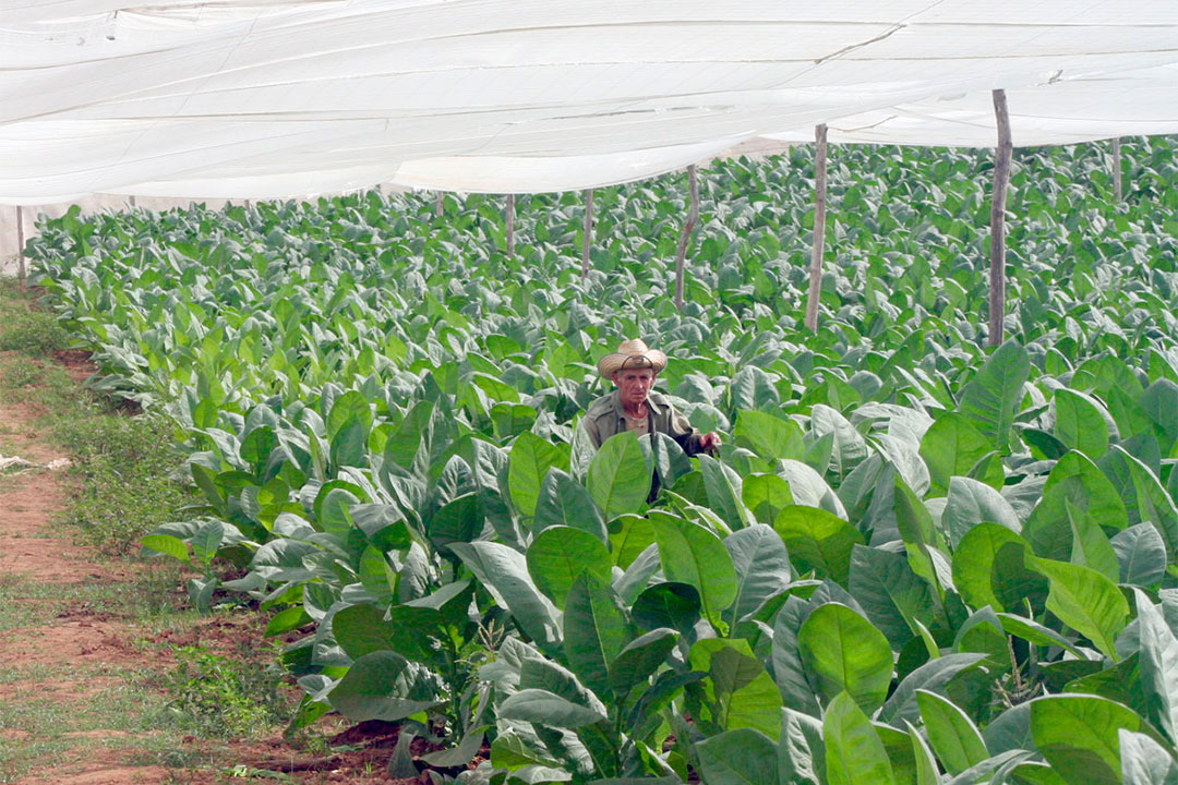 Vega de tabaco en Placetas.