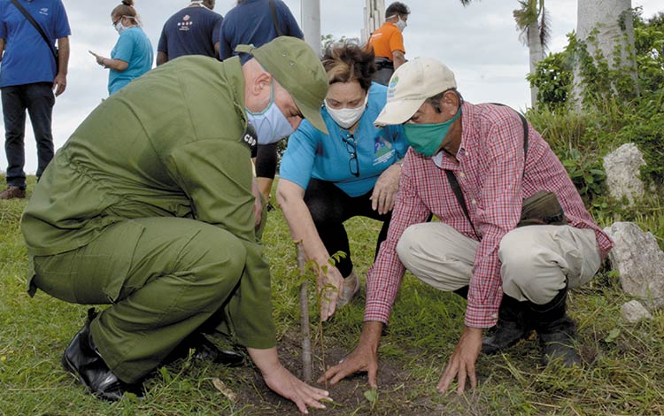 Siembra de cinco caobas en la loma del Capiro, en saludo al 5 de junio, Día Mundial del Medio Ambiente.