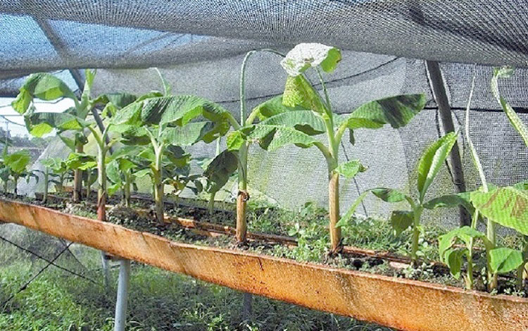 Mejoramiento de variedades de plátano. Mejoramiento de variedades de plátano.