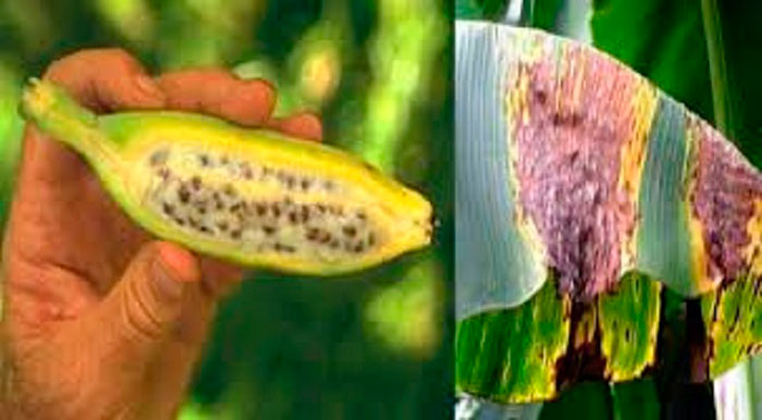 Sigatoka negra, plaga que afecta al plátano. Sigatoka negra, plaga que afecta al plátano.