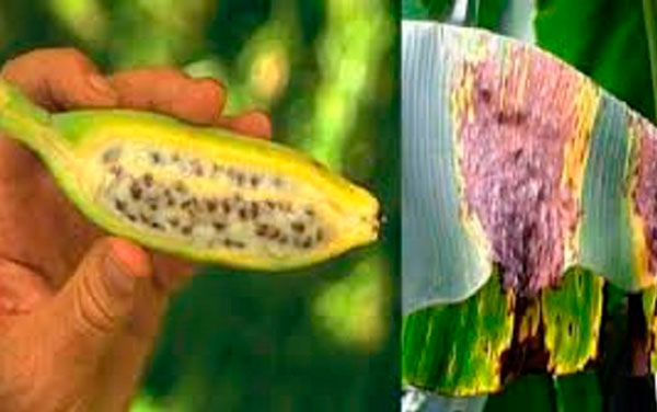 Sigatoka negra del plátano.