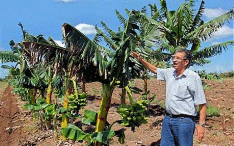 El Instituto de Investigaciones en Viandas Tropicales (INIVIT) constituye otro de los puntales de la ciencia en Villa Clara.