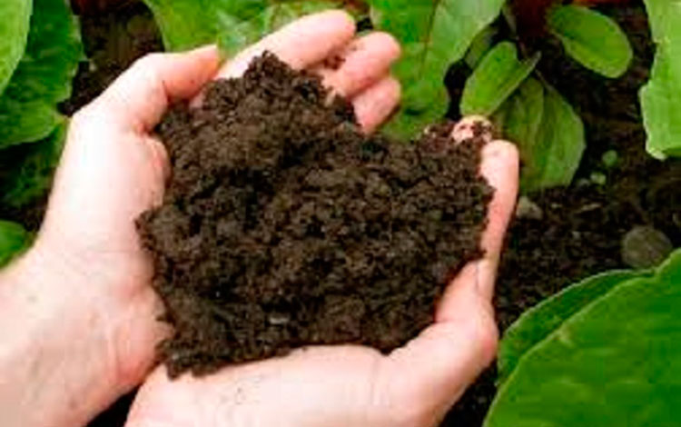 Utilización de compost en la agricultura. Utilización de compost en la agricultura.
