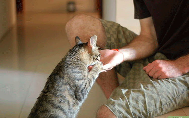Gato y humano Gato y humano