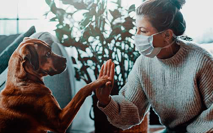 Perro y humana Perro y humana
