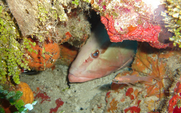 Ecosistema marino.