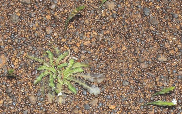 Elytraria serpens. Elytraria serpens.