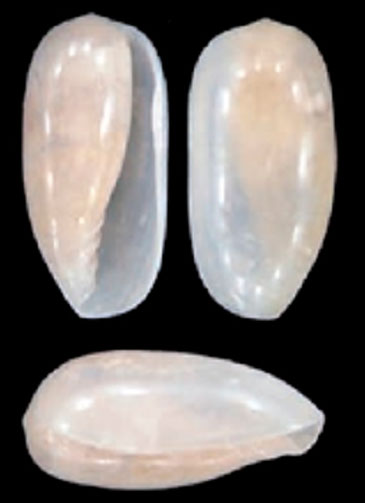 Hyalina angelquirosis. Hyalina angelquirosis.
