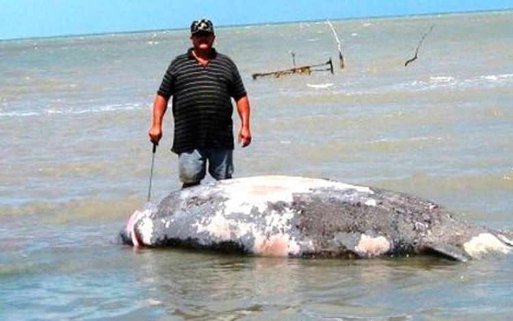 Manatí muerto.