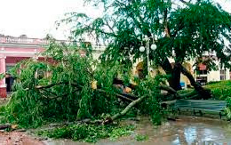 Estragos en los árboles del parque Leoncio Vidal causados por la tormenta local del 1.o de septiembre de 2022. Estragos en los árboles del parque Leoncio Vidal causados por la tormenta local del 1.o de septiembre de 2022.