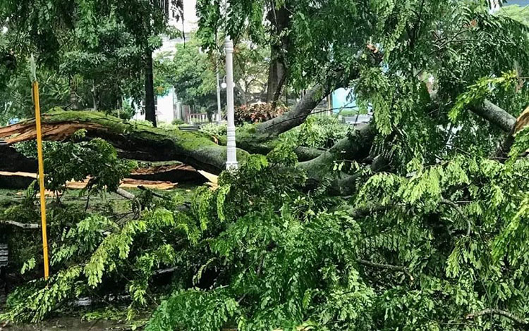 Estragos en los árboles del parque Leoncio Vidal causados por la tormenta local del 1.o de septiembre de 2022. Estragos en los árboles del parque Leoncio Vidal causados por la tormenta local del 1.o de septiembre de 2022.