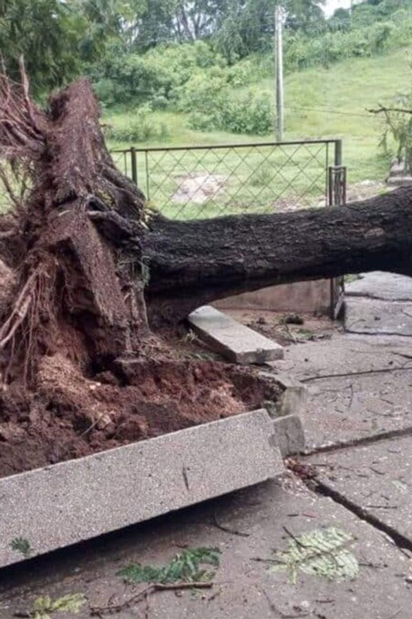 Árbol derribado en Manzanillo por los vientos del huracán Beryl a su paso por el mar al sur de Cuba.