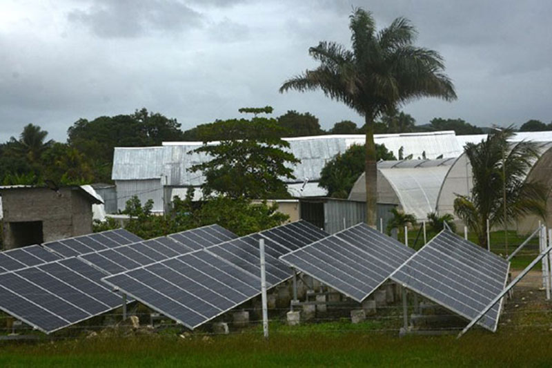 Paneles solares y cultivo tapado en la finca La Veguita, de Remedios.